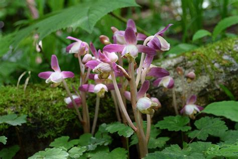 鍾馗蘭|ショウキラン（鍾馗蘭） 尾瀬に咲く花 季節・時期・見ごろ 花図。